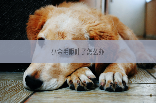 小金毛呕吐了怎么办