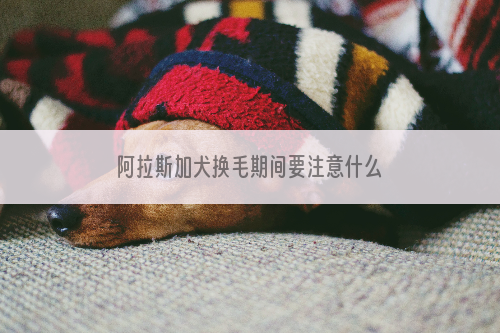 阿拉斯加犬换毛期间要注意什么