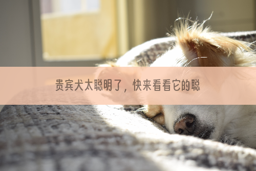 贵宾犬太聪明了，快来看看它的聪慧劲儿吧