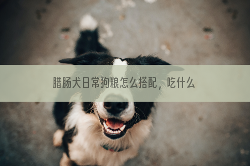 腊肠犬日常狗粮怎么搭配，吃什么食物？