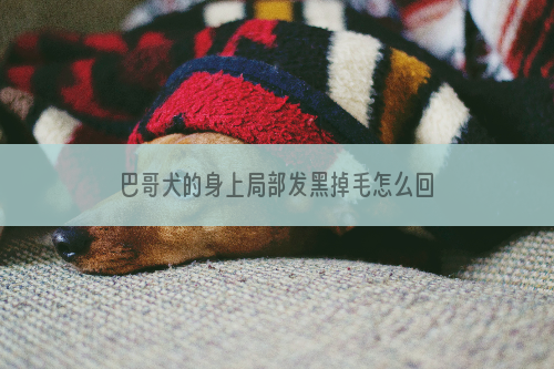 巴哥犬的身上局部发黑掉毛怎么回事？