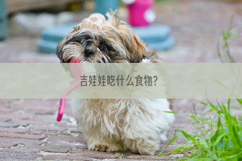 吉娃娃吃什么食物？