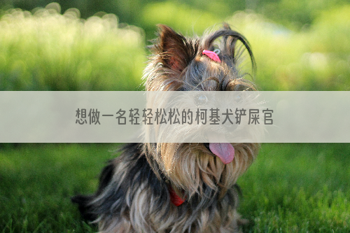想做一名轻轻松松的柯基犬铲屎官，必须怎么做