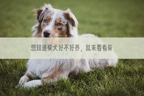 想知道柴犬好不好养，就来看看柴犬的介绍吧