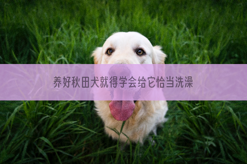 养好秋田犬就得学会给它恰当洗澡，看来看吧