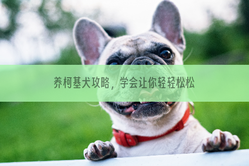 养柯基犬攻略，学会让你轻轻松松当铲屎官