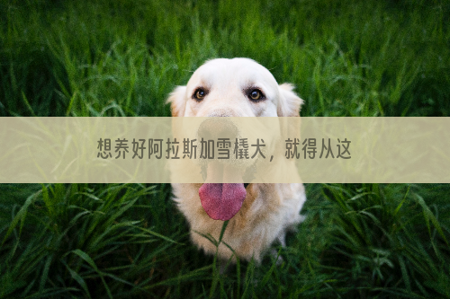 想养好阿拉斯加雪橇犬，就得从这种层面着手