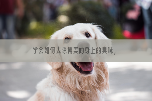 学会如何去除博美的身上的臭味，你就会更为喜欢它的
