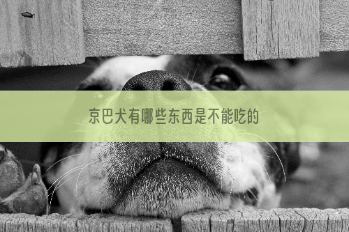 京巴犬有哪些东西是不能吃的