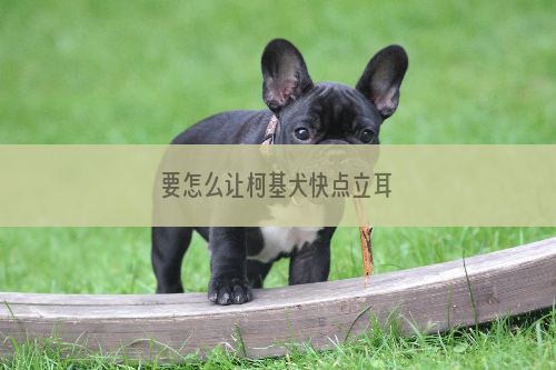 要怎么让柯基犬快点立耳