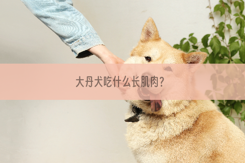 大丹犬吃什么长肌肉？