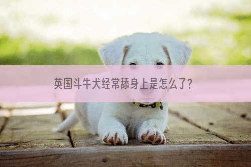 英国斗牛犬经常舔身上是怎么了？