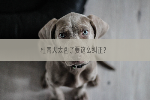 杜高犬太凶了要这么纠正？