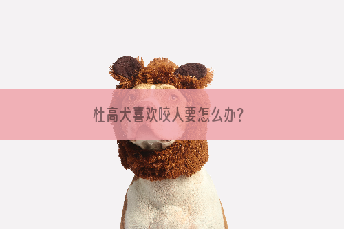 杜高犬喜欢咬人要怎么办？