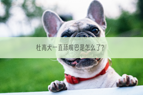 杜高犬一直舔嘴巴是怎么了？