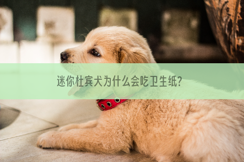 迷你杜宾犬为什么会吃卫生纸？