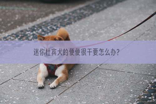 迷你杜宾犬的便便很干要怎么办？