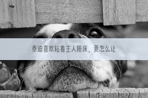 泰迪喜欢粘着主人睡床，要怎么让它自己睡狗窝？