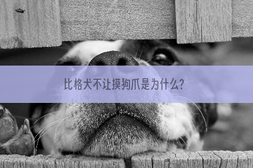 比格犬不让摸狗爪是为什么？