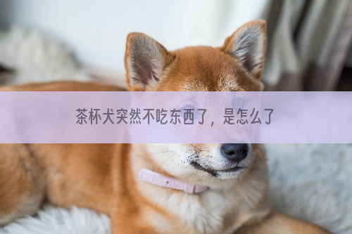 茶杯犬突然不吃东西了，是怎么了吗？