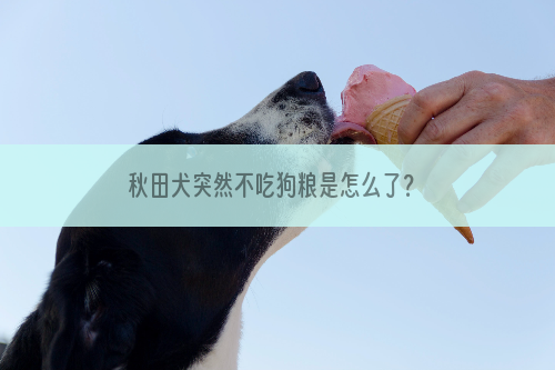 秋田犬突然不吃狗粮是怎么了？