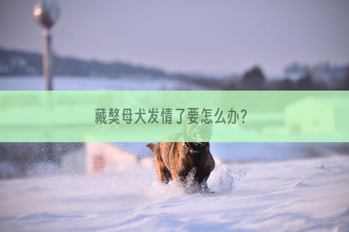 藏獒母犬发情了要怎么办？