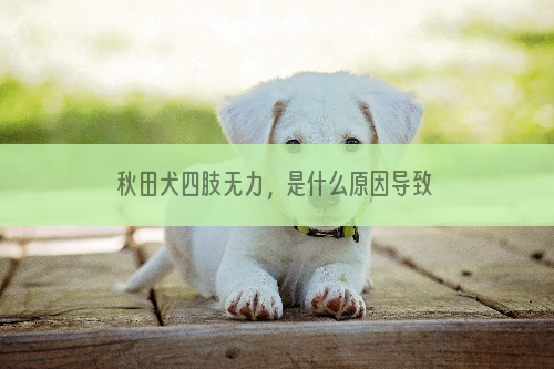 秋田犬四肢无力，是什么原因导致的？