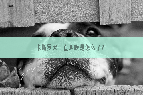 卡斯罗犬一直叫唤是怎么了？