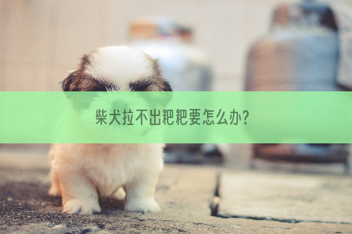 柴犬拉不出粑粑要怎么办？