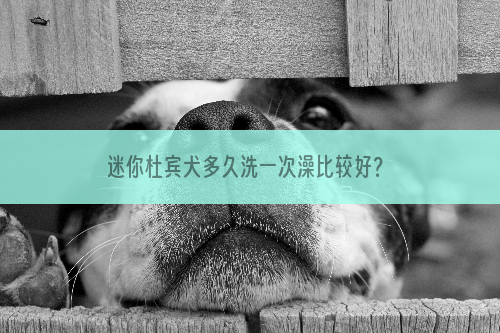 迷你杜宾犬多久洗一次澡比较好？