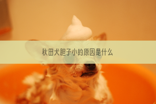 秋田犬胆子小的原因是什么