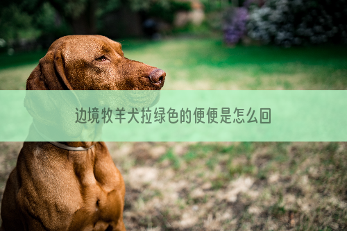 边境牧羊犬拉绿色的便便是怎么回事？