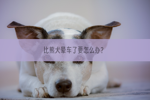 比熊犬晕车了要怎么办？