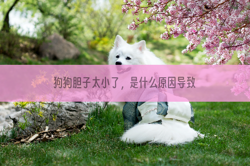 狗狗胆子太小了，是什么原因导致的？