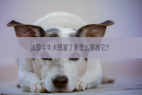 法国斗牛犬感冒了要怎么照顾它？