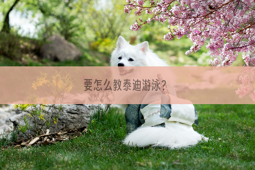 要怎么教泰迪游泳？