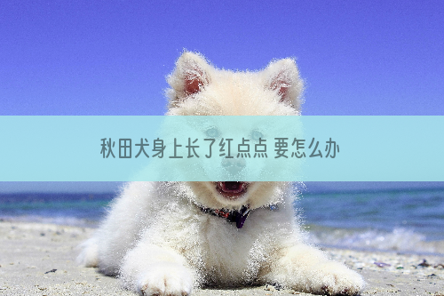 秋田犬身上长了红点点 要怎么办？