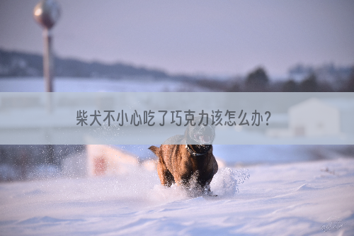 柴犬不小心吃了巧克力该怎么办？