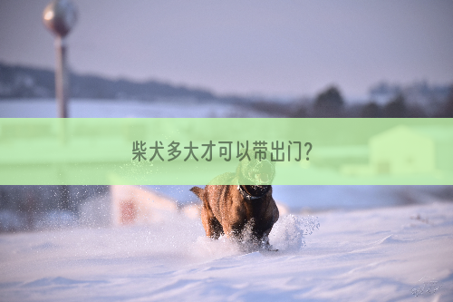 柴犬多大才可以带出门？