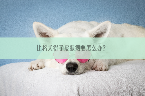 比格犬得了皮肤病要怎么办？