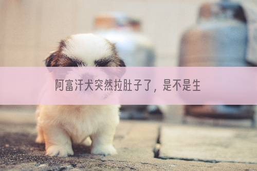 阿富汗犬突然拉肚子了，是不是生病了？