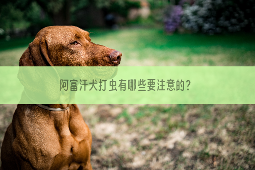 阿富汗犬打虫有哪些要注意的？