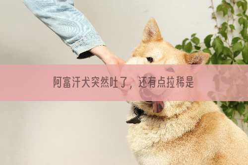 阿富汗犬突然吐了，还有点拉稀是怎么了？