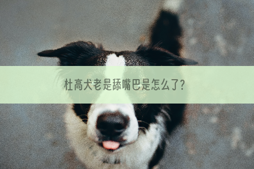 杜高犬老是舔嘴巴是怎么了？