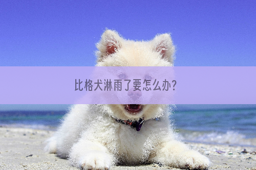 比格犬淋雨了要怎么办？