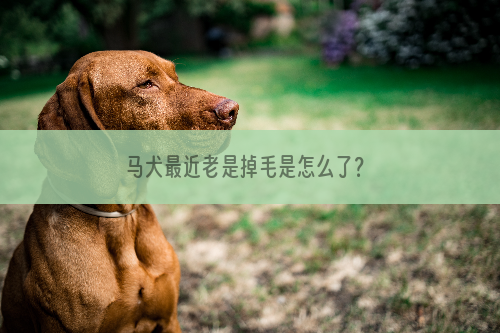 马犬最近老是掉毛是怎么了？