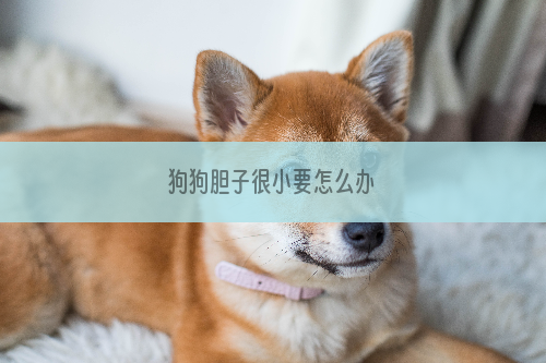 狗狗胆子很小要怎么办