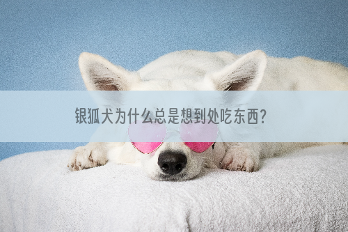 银狐犬为什么总是想到处吃东西？