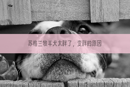 苏格兰牧羊犬太胖了，变胖的原因是什么