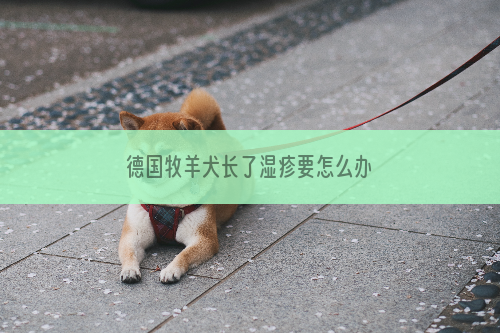 德国牧羊犬长了湿疹要怎么办